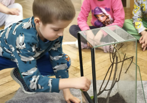 Dzieci karmią patyczaki bazylią