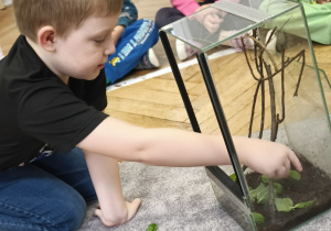 Dzieci karmią patyczaki bazylią