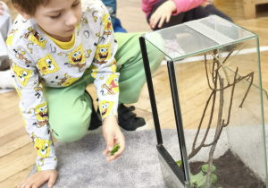 Dzieci karmią patyczaki bazylią