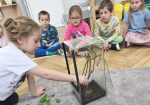 Dzieci karmią patyczaki bazylią