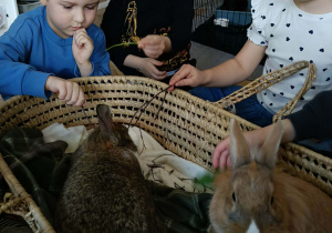Na zdjęciu widzimy dzieci, które opiekują się królikami.