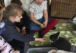 Na zdjęciu widzimy dzieci, które opiekują się królikami.