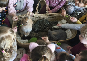 Na zdjęciu widzimy dzieci, które opiekują się królikami.