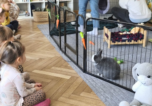 Na zdjęciu widzimy dzieci, które obserwują króliki.