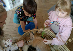 Na zdjęciu widzimy dzieci, które opiekują się królikami.