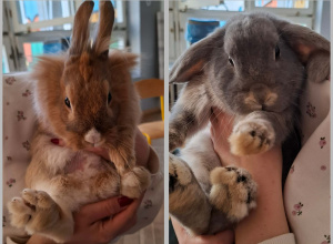 Spotkanie z królikami