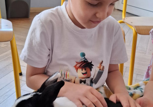 chłopiec głaszcze królika