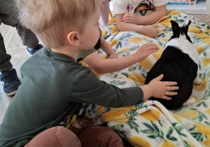 dzieci głaszczą królika