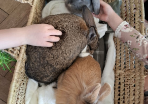 kolaż zdjęćkróliki w łóżeczku