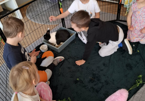 dzieci w zagrodzie z królikami