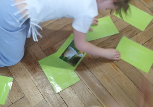 Dziewczynka szuka par zwierząt.