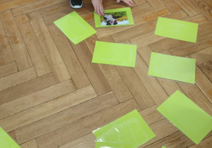 Chłopiec szuka par zwierząt wiejskich.