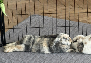 Zdjęcie przedstawia dwa króliki leżące w zagrodzie.