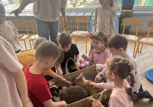 Na zdjęciu dzieci głaszczą króliki położone w koszu.