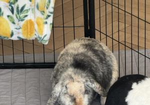 Na zdjęciu widać dwa króliki w zagrodzie.