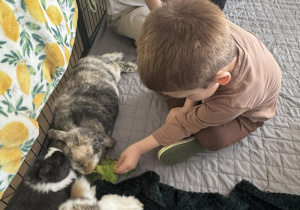 Na zdjęciu chłopiec karmi królika.