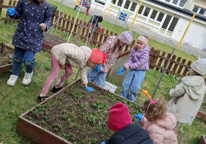 dzieci sprzątają rabatę