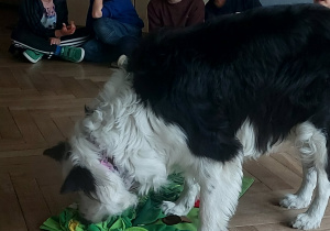 Lilka szuka schowanych chrupek przez dzieci