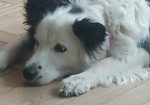 Pies rasy Border Coli w oczekiwaniu na wykonanie zadania