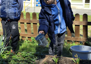 chłopiec podlewa kwiaty i poziomki w ogrodzie