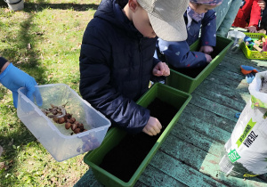Dzieci wsadzają do ziemi cebulki