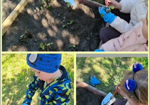 Prace w ogródku, sadzenie poziomek