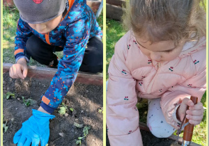 Prace w ogródku, sadzenie poziomek