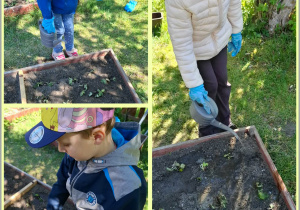 Prace w ogródku, sadzenie poziomek