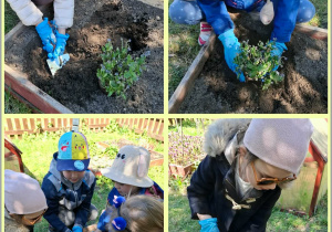 Prace w ogródku, sadzenie poziomek