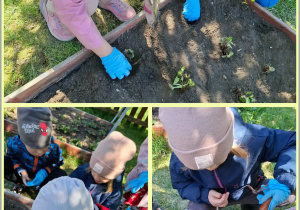 Prace w ogródku, sadzenie poziomek