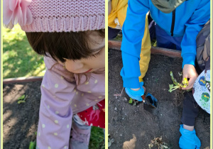 Prace w ogródku, sadzenie poziomek