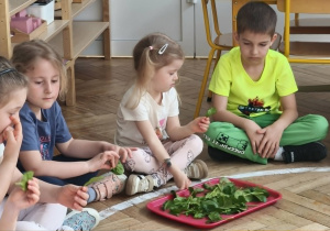 Dzieci oglądają liście szpinaku