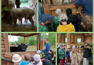 Dzieci obserwują, karmią alpaki