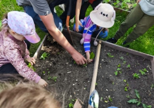 Przygotowywanie rabaty pod sadzenie ogórków