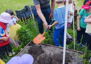 Wspólne wykopywanie dołków pod sadzonki