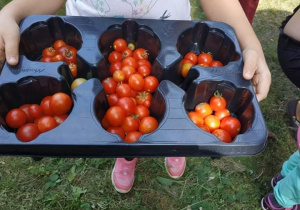 Zdjęcie przedstawia pudełko z pomidorkami koktajlowymi trzymanymi przez dziecko.