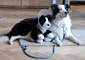 Zdjęcie przedstawia dwa psa rasy border colie. Obok niego lezy przytulanka w kołnierzu.