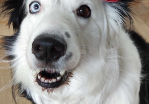 Zdjęcie przedstawia psa rasy border colie w opasce z dwoma sercami.