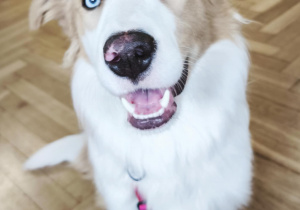 Zdjęcie przedstyawia psa rasy border colie.