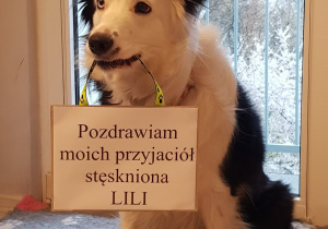 Na zdjęciu jest pies rasy border collie. W pysku trzyma kartke na której jest napisane "Pozdrawiam moich przyjaciół stęskniona Lili".